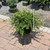 Buxus microphylla Winter Gem 195054